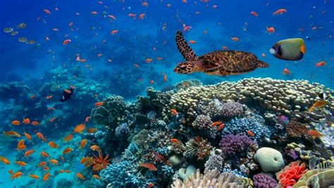 Okyanus ve denizlerdeki ekosistem ortadan kalkabilir